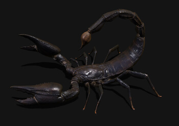 scorpion